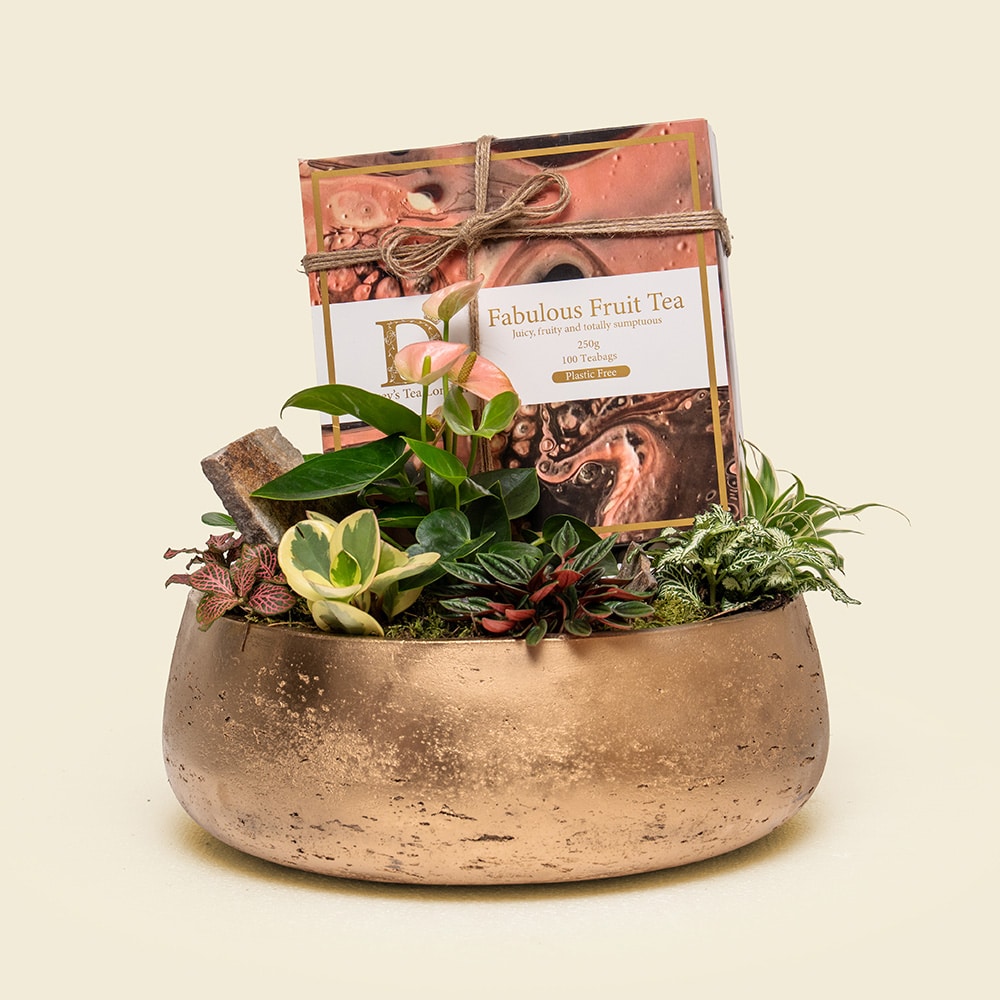 Fabulous Fruit Succulent Garden – Darcey’s Fruit Tea & Gold Planter Gift