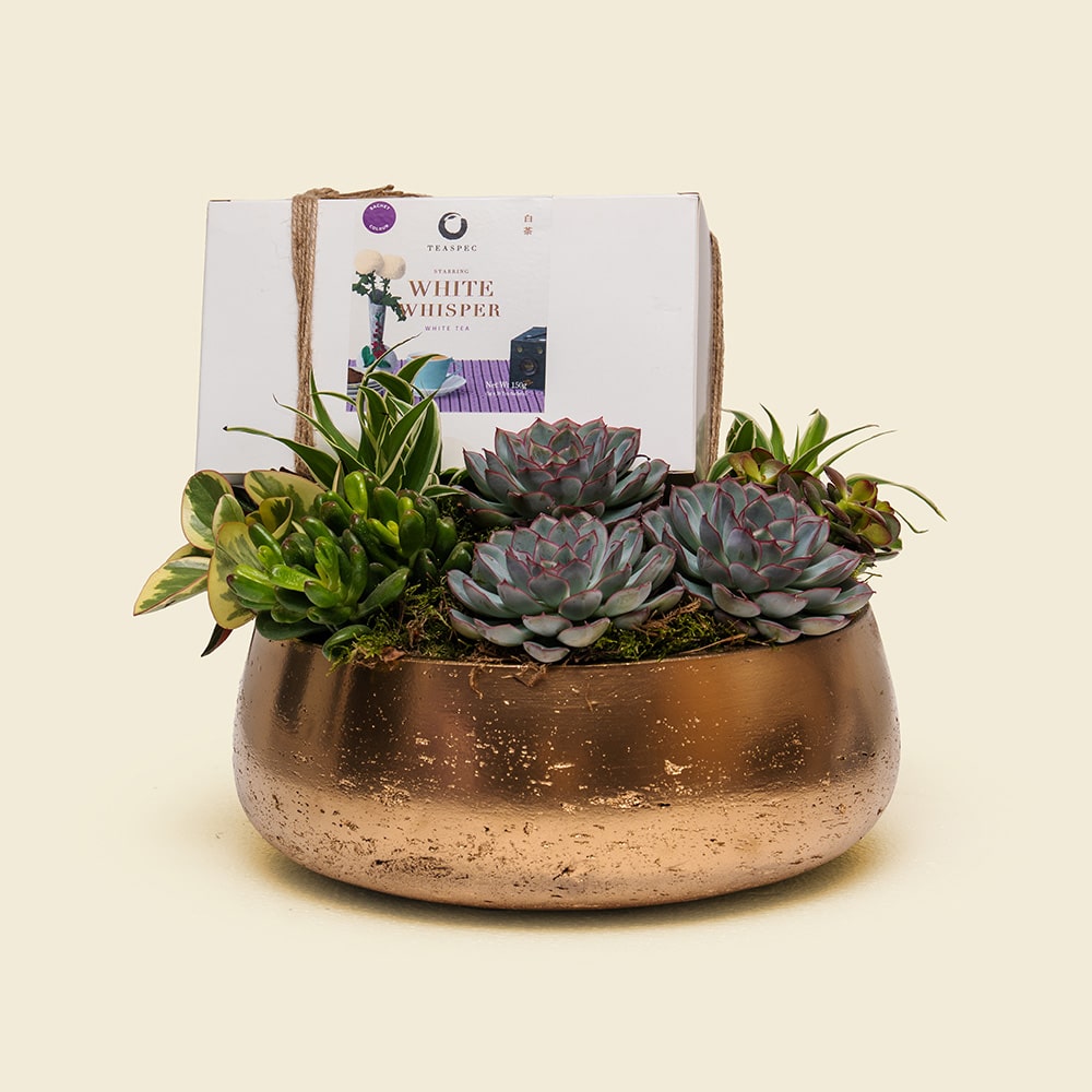White Whisper Succulent Garden – TEASPEC Premium White Tea & Gold Planter Gift