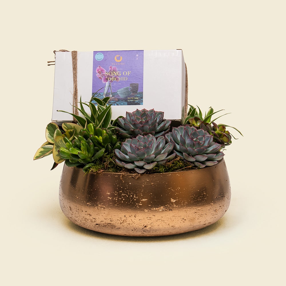 Orchid Harmony Succulent Garden – TEASPEC Song of Orchid Oolong Tea Gift
