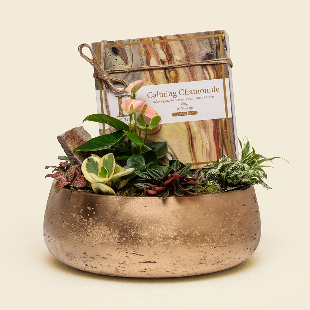 Chamomile Serenity Garden – Mixed Plants with Darcey’s Calming Chamomile Tea