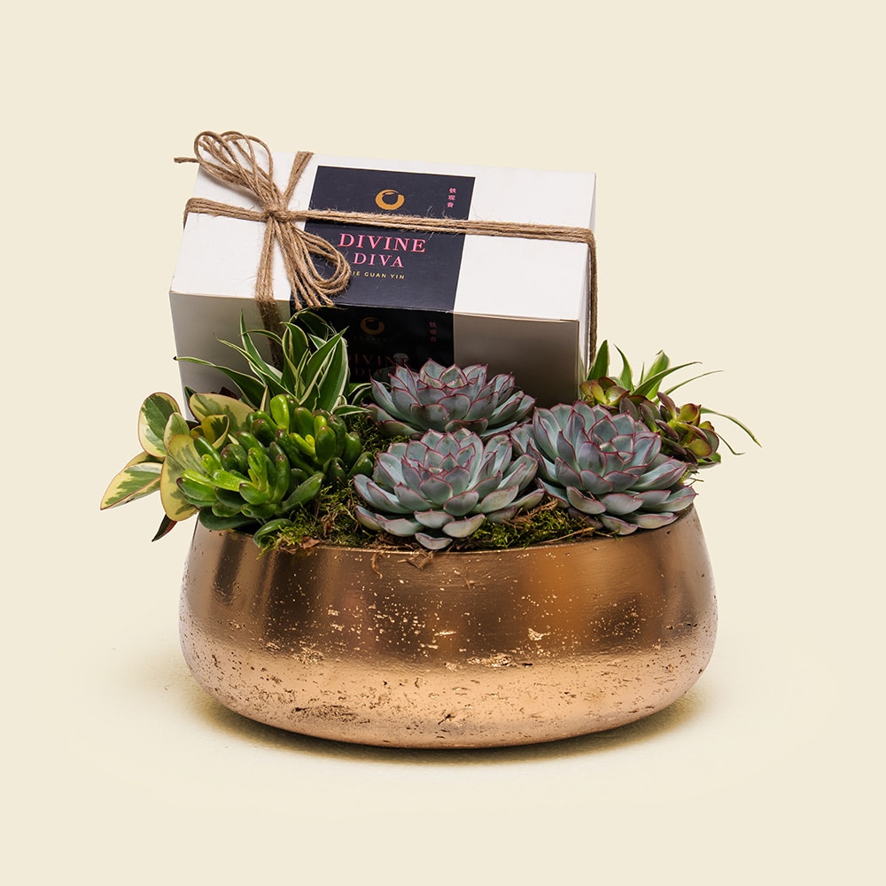 Divine Diva Succulent Garden – Premium Oolong Tea & Gold Planter Gift