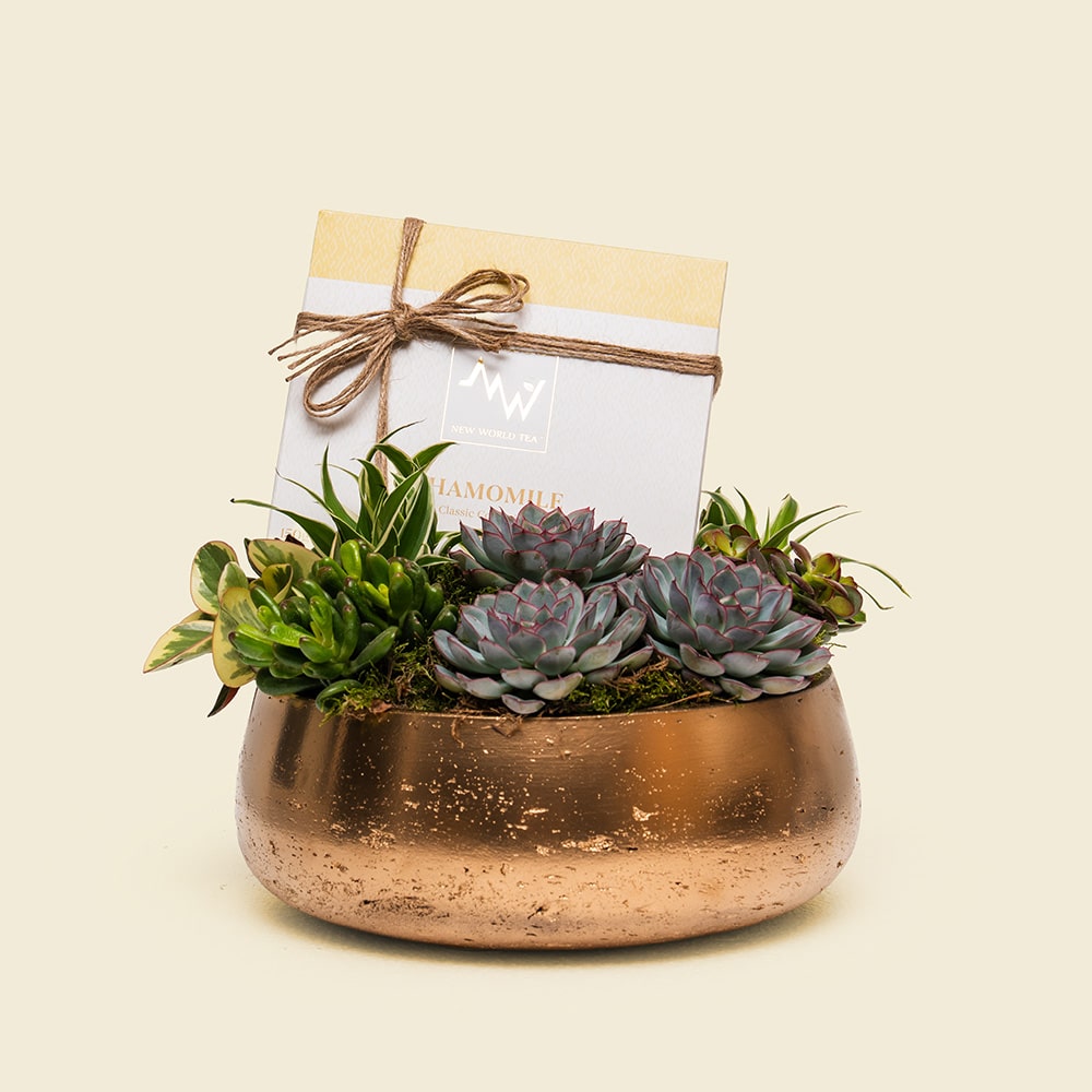 Golden Calm Succulent Garden – Chamomile Tea & Elegant Plant Gift