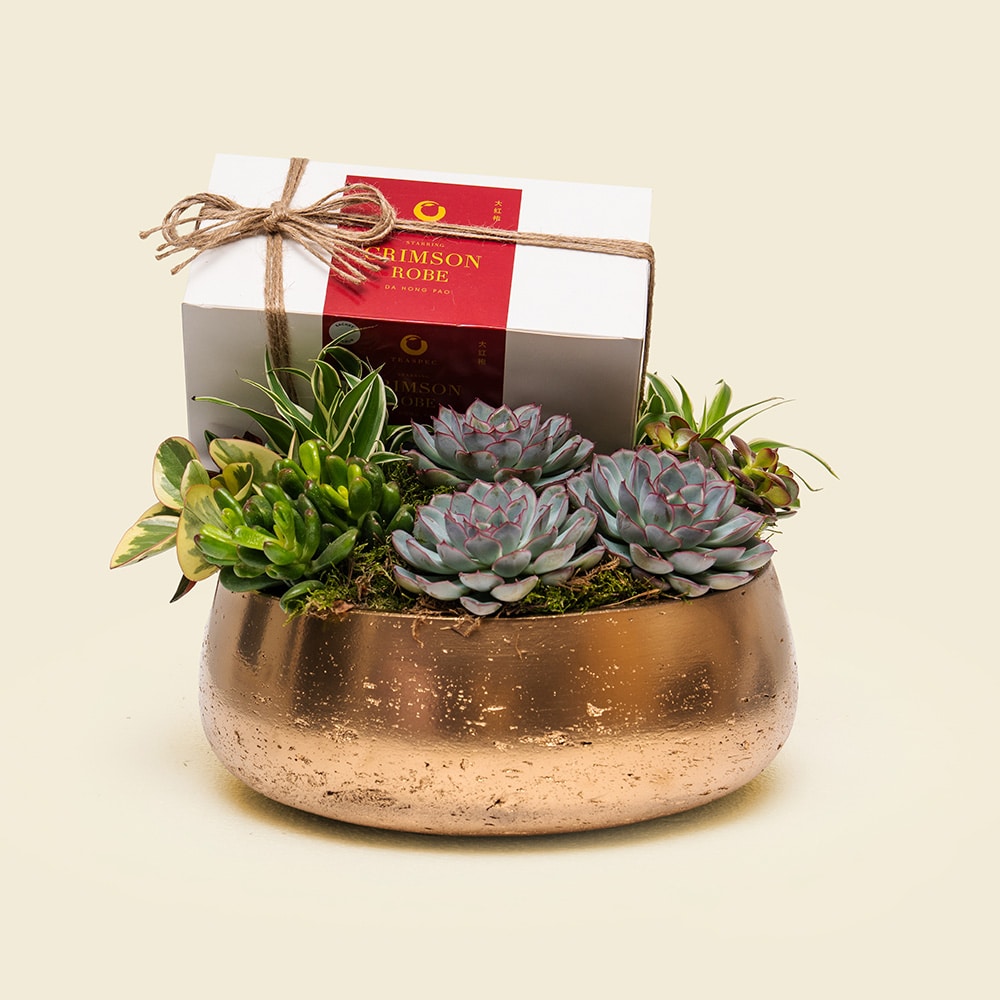 Crimson Gold Succulent Garden – Premium Oolong Tea & Plant Gift