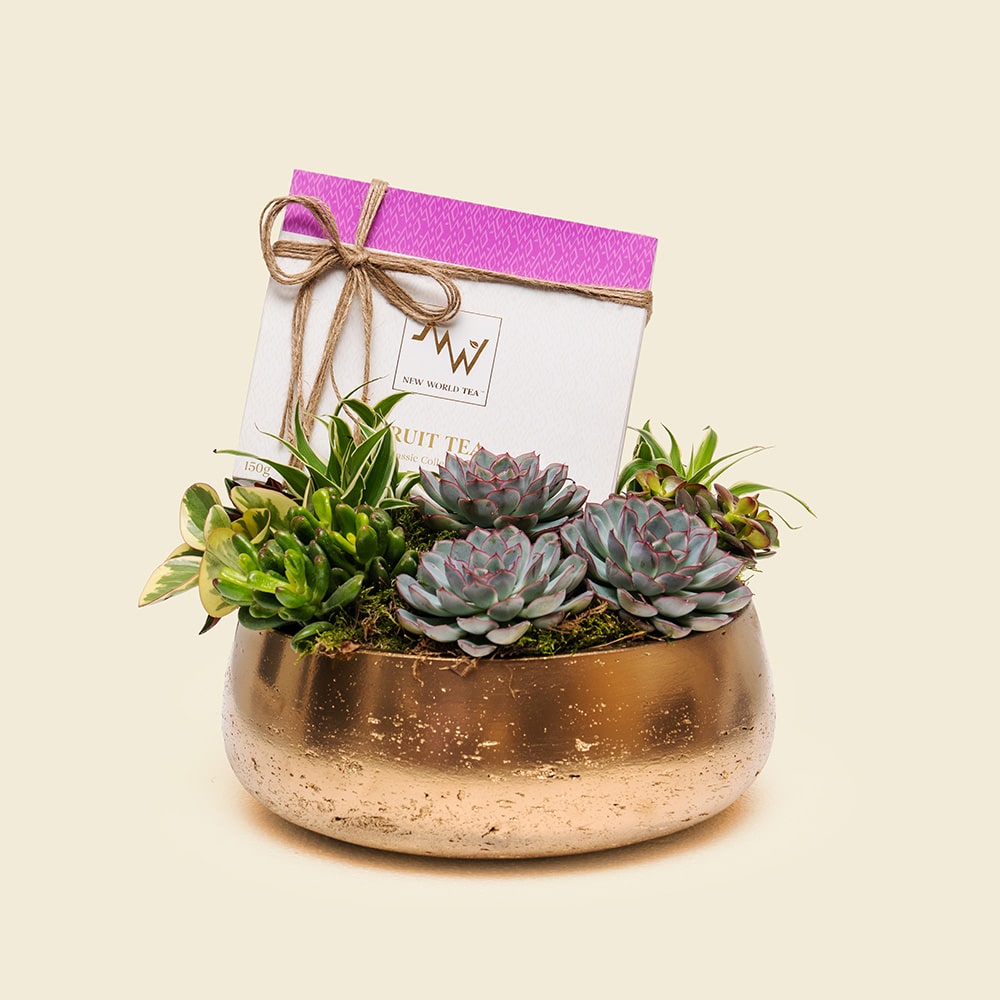 Fruity Gold Succulent Garden – Premium Fruit Tea & Plant Gift