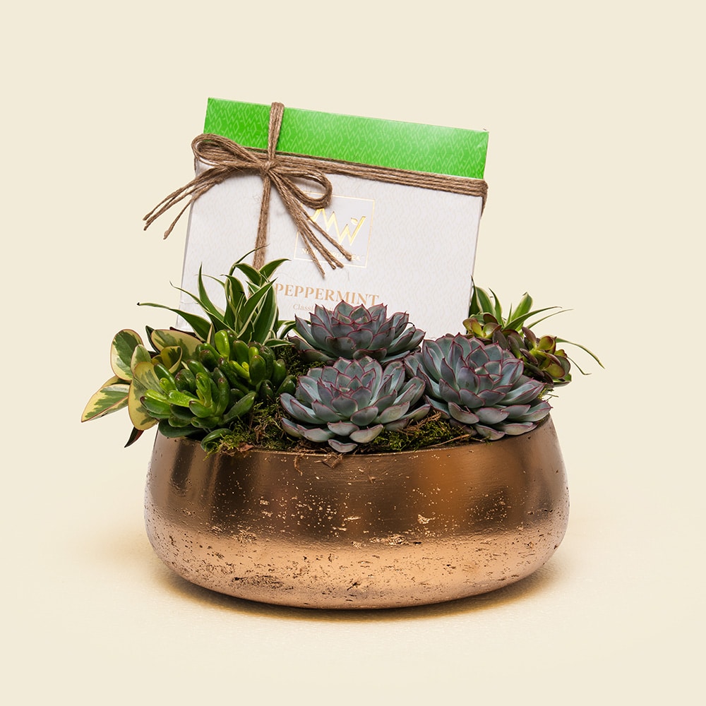 Minted Gold Succulent Garden – Peppermint Tea & Luxury Plant Gift