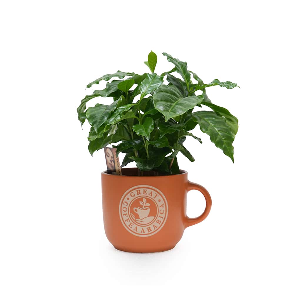 Coffea Arabica Coffee Plant in Terracotta Coffee Mug Planter