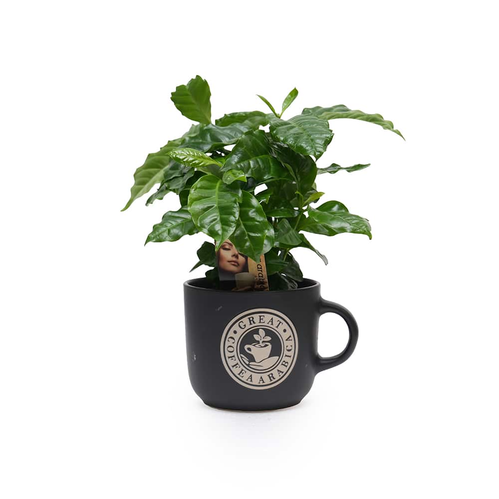 Coffea Arabica Coffee Plant in Black Coffee Mug Planter