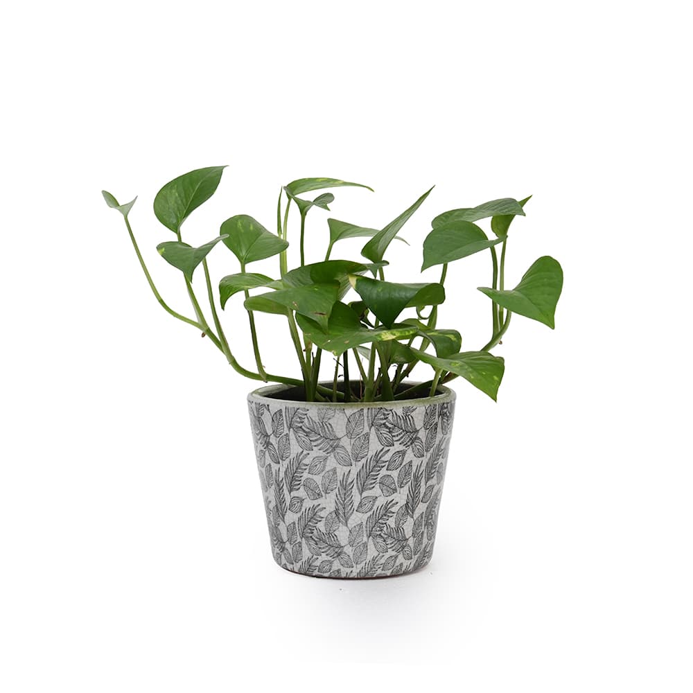 Golden Pothos (Epipremnum pinnatum) in Decorative Leaf Pattern Ceramic Pot