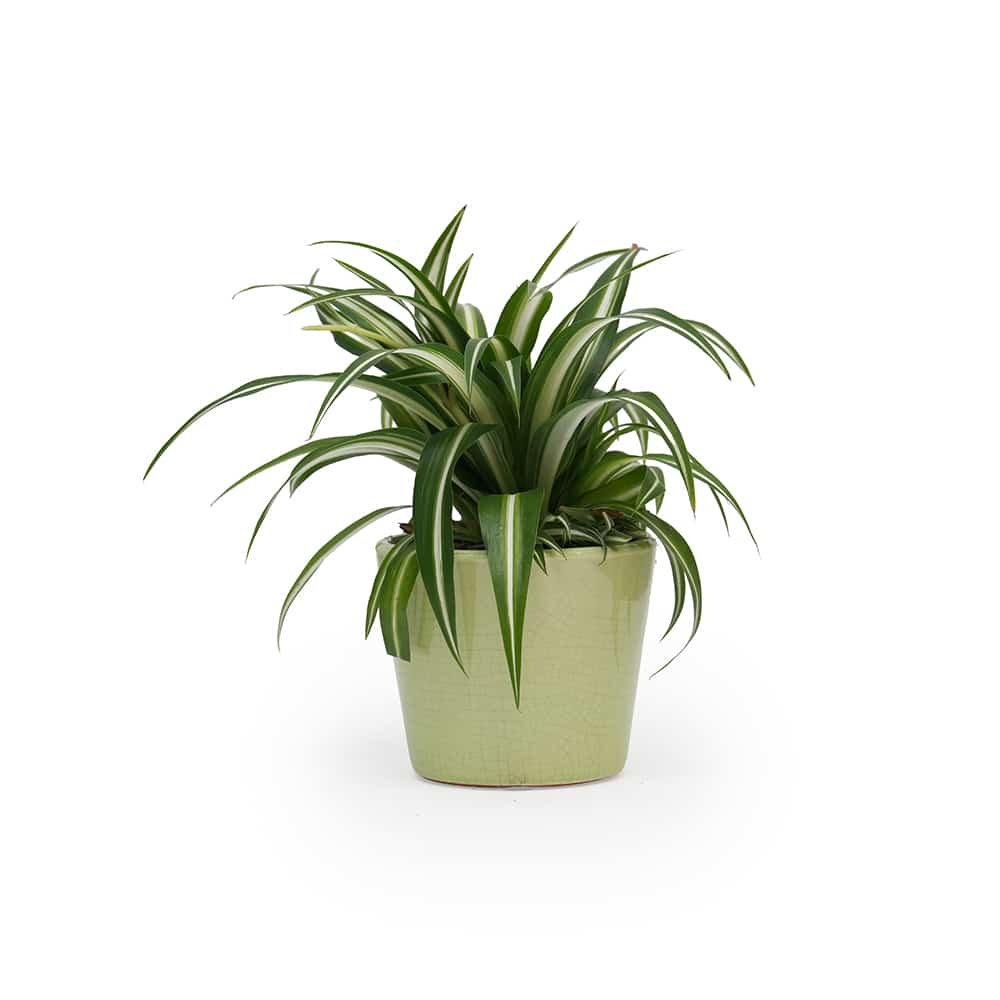 Spider Plant (Chlorophytum)  in Green Ceramic Pot