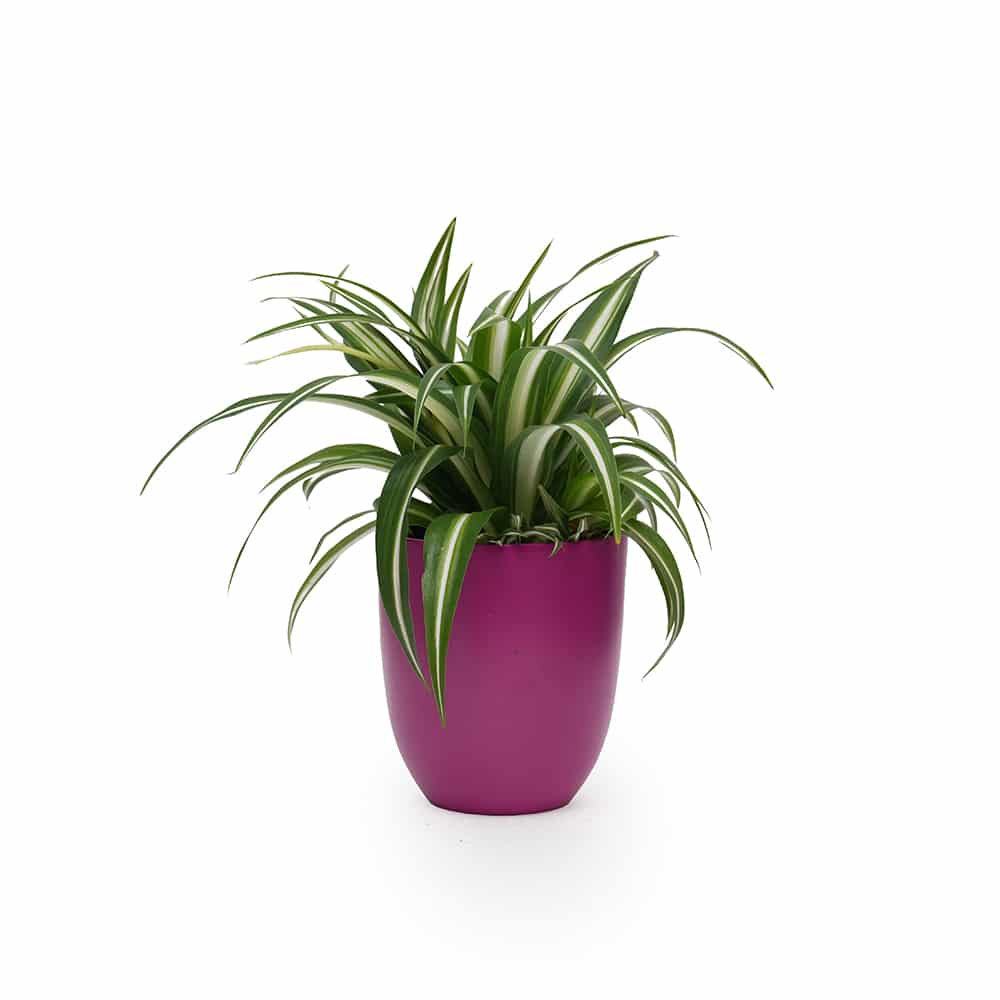 Spider Plant (Chlorophytum) in Decorative Purple Pot