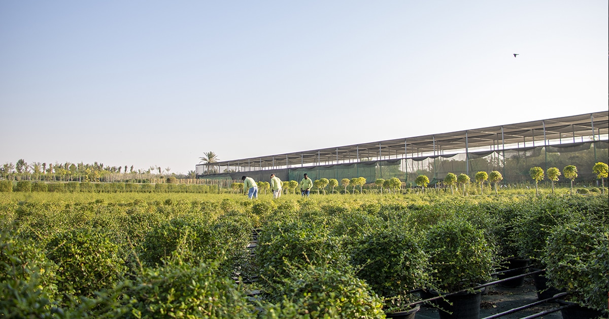 Plaza Hollandi Plant Nursery - Umm Salal